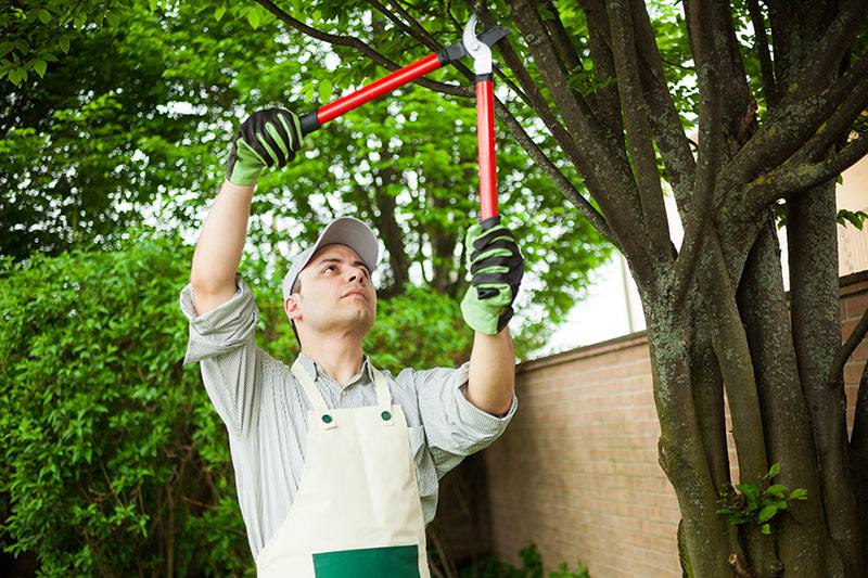 Las Vegas Tree Removal Pros: Your Expert Tree Care Partners in Las Vegas, NV - Dhurla.com